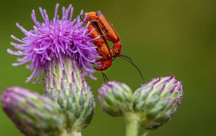 Превью статьи о насекомых