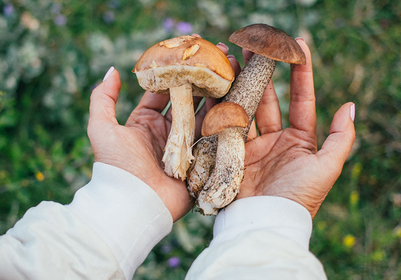 Превью статьи о грибах