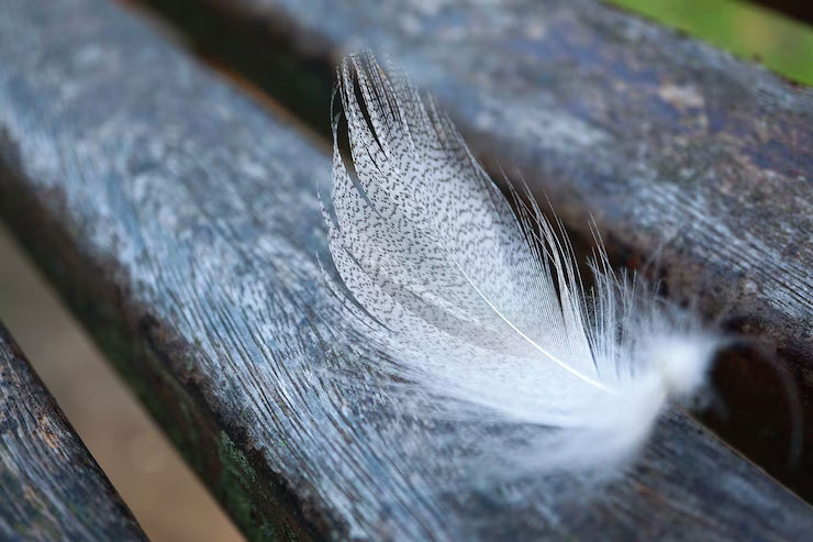 Птичье перо крупным планом