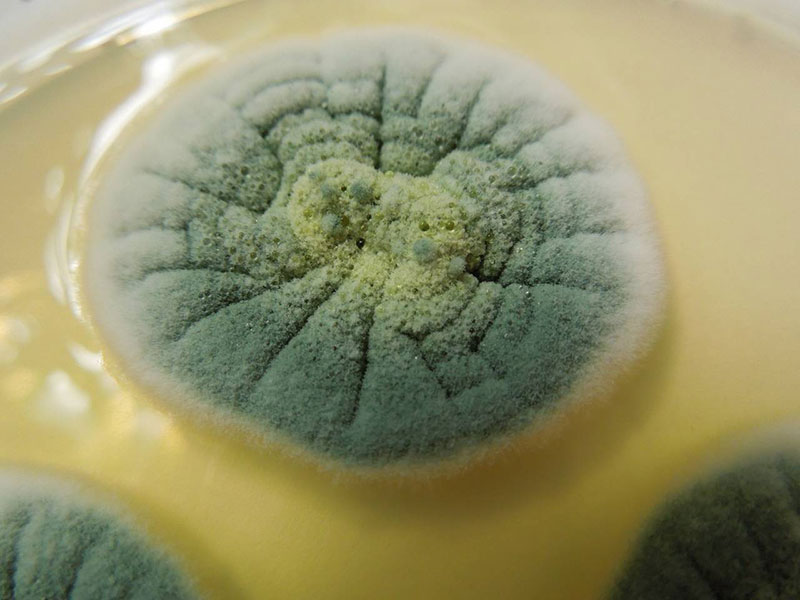 Плесень пенициллина